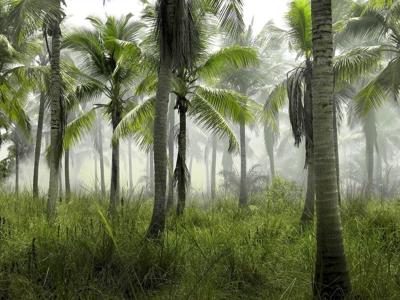 Tropical